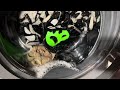 Hotpoint NSWM | Crazy spins & deep rinses | Whites 60c bulky load