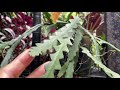 Zig Zag cactus AKA Selenicereus anthonyanus care and propagation