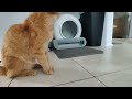 Calvin and I LOVE This BASTRUMI Smart Self-Cleaning Cat Litter Box!