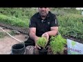 Kochia Plant | How to grow, propagate, transplant and care for Kochia Plant | Kochia in summers