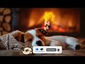 Dog sleep music for dogs🐶Reduces anxiety and stress in pets🐶💖Makes my dog ​​comfortable🎵