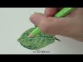 색연필로 그리는 돈나무, 금전수 잎사귀 / Money tree leaves drawing with colored pencils