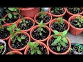 How to care Holy Basil Plant तुलसी के पौधे को हरा-भरा रखने के सरल उपाय. कैसे करें तुलसी जी की देखभाल