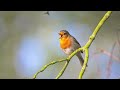 Bird sounds for relaxation and sleeping WEDO ASMR sounds