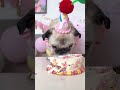 Surprising my PUG with a BIRTHDAY cake! 🥳💕 #birthday #dog #pug #happybirthday