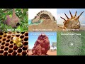 NATURE BECOMES ARCHITECT: Growing our next generation of buildings | Eric Corey Freed | TEDxMarin
