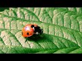Ladybird Eating Aphid | Калинка Яде Листни Въшки