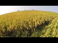 Rice Farming | Bigante Plus | Hybrid | Dry Season (82 DAT) Days After Transplant