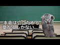 【猫ミーム】高校入試が終わった直後の受験生