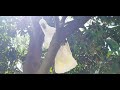 Wild cockatoos line up to wait for me hand feeding them | vẹt mào hoang dã ăn tận tay khách