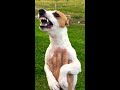 Angry Jack Russell