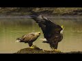 White-tailed eagles fishing in a brackish lake：汽水湖で魚を獲るオジロワシ