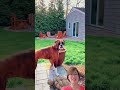 Talking dogs / Funny Dogs | Funny animals #funny #funnyvibes #funnydogs #funnyanimal #viral
