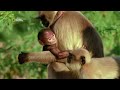 Fruit of Patience | Animal Fight Club | हिन्दी | Full Episode | S4 - E7 | National Geographic