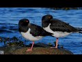 Eurasian oystercatcher mating,Tjeld,Кулик-сорока спаривание,Huîtrier pie,Austernfischer ruf p1000