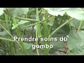 Prendre soin du gombo