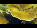 Elkhorn Coral, Indian Bay/Villa Beach, St  Vincent