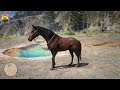 9 Best, fastest & Rarest Wild horse breed location in Red Dead Redemption 2