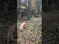 wet forest and puppy