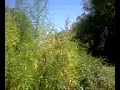 wild volunteer Nebraska USA Hemp Sunshine