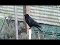 Tiếng quạ kêu và thế giới hoang dã của loài quạ đen