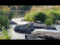 Siikajoki - River 🇫🇮 WhiteWater Sound #asmr #river #riversounds #watersounds #finland