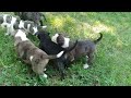 Alapaha Blue-Blood Bulldog puppies