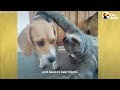 Rescued Sloth Becomes Best Friends With a Beagle | The Dodo Odd Couples