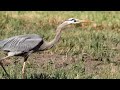 Great Blue Heron in 4K catches 3 gophers