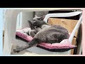 This Is What Cat Grooming Is Like~ 😄 : Video Release from January to July 2023)
