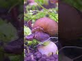 Close up view of a Trumpet Snail | 4K