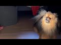 Crying Hendo Pomeranian miss mom #hendopomeranianpuppy #howling #cute