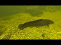 Underwater Video of Oscar Cichlids, Peacock Bass, Bowfin, and Gar in the Florida Everglades