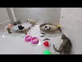 Try Not To Laugh😸🐶Funniest Cats and Dogs 2024😻🐈