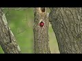 Red headed Woodpeckers Excavate a Nest