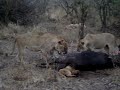 Buffalo's Revenge to a lion's cub