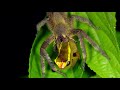 This Wandering Spider Eats a Tree Frog