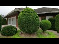 Kustorez. Pruning Topiary thuja Golden globe