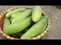 How to grow cucumber in paint bucket easily