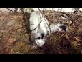 Funny Kittens: Playing in the Hay