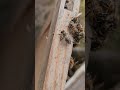 SoCal Bee Removal And Relocation- Bees From PED In Chula Vista Transfered Into Bee Box At My Apiary