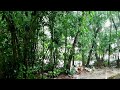 Amazon rainforest rain sounds for Relaxation Sleep. ASMR natural sounds