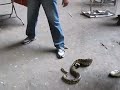 Alok Suman Playing with Snake