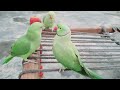 Gorgeous Mitthu parrot playing with baby parrot | Mitthu having lot of fun with each other