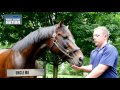 American Pharoah at Coolmore: One Year after Triple Crown Glory