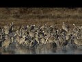 A Sandhill Crane Versus a Black Bear