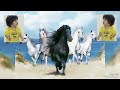 Cute Horse 🐴 | White Horse & Black Horsr  cute Buraq ♥