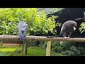 Common raven bullying a Steller's sea eagle