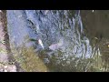 6/27/2024 - Feeding the Koi at Shifen Waterfall Pt. 1