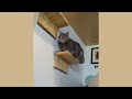 Funny Videos About Dogs and Cats That Make You Unable to Stop Laughing 😁 Funniest Animals 2024